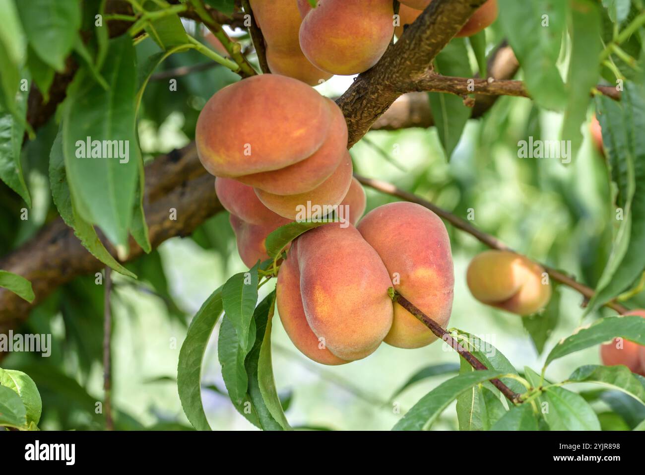 Teller-Pfirsich Prunus persica Sandwich gelb, Gericht Peach Prunus persica Sandwich gelb, Gericht Peach Prunus persica Sandwich gelb Stockfoto