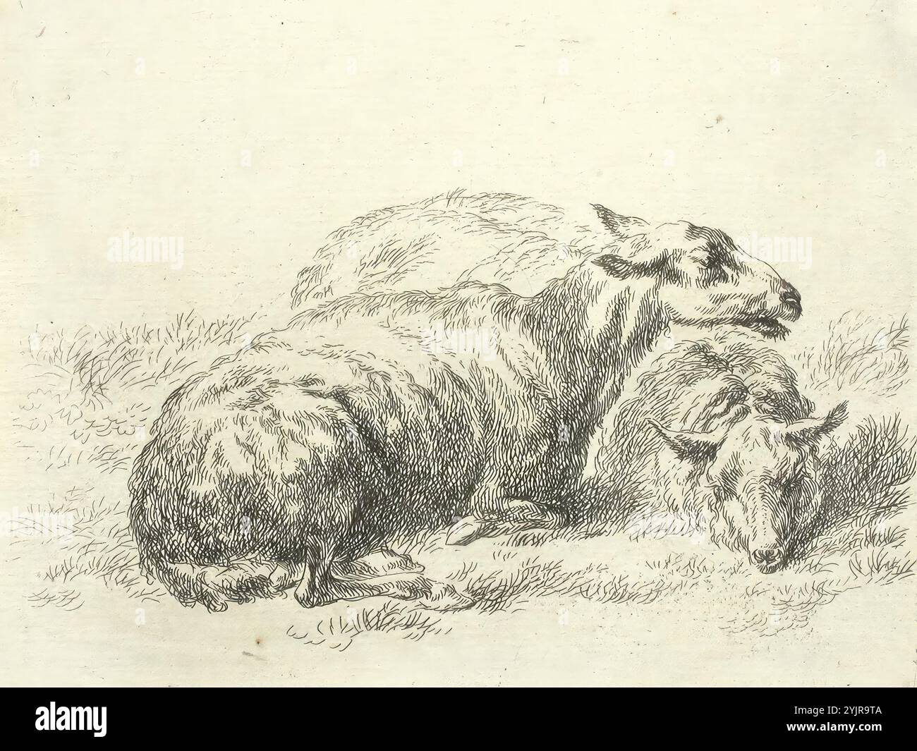 Berghem, Nicolas, Arbeit, zwei liegende Schafe, Linienätzung, Grafiken, Blattbreite 13,1 cm, Blatthöhe 10, 4 cm Stockfoto