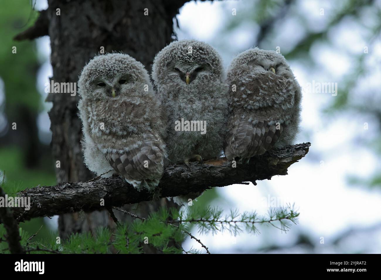 Diese kleinen Ural-Eulen, die auf einem Ast sitzen Stockfoto
