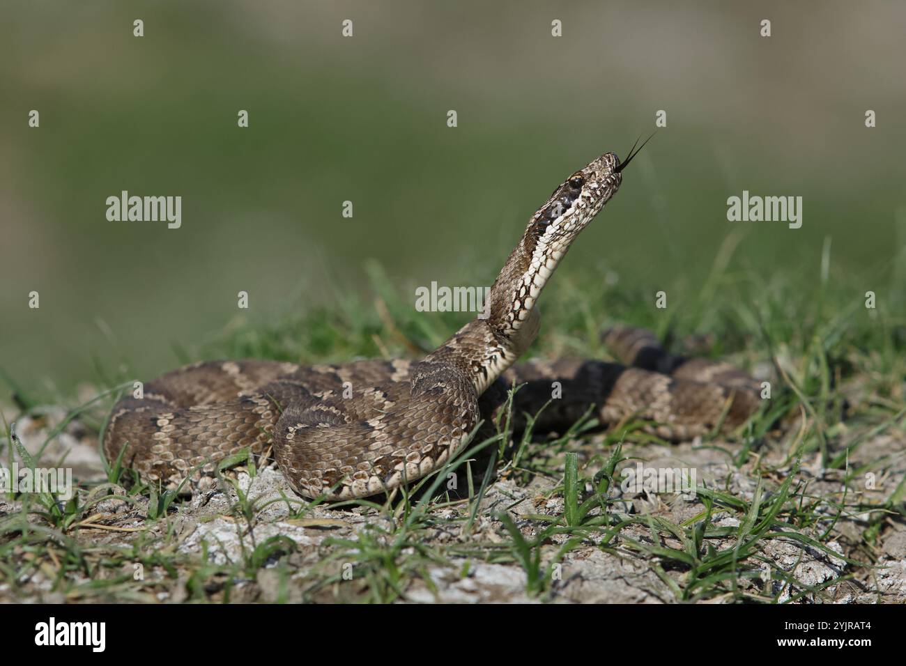 Die giftige Halys Viper hebt den Kopf und zeigt die gespaltene Zunge Stockfoto