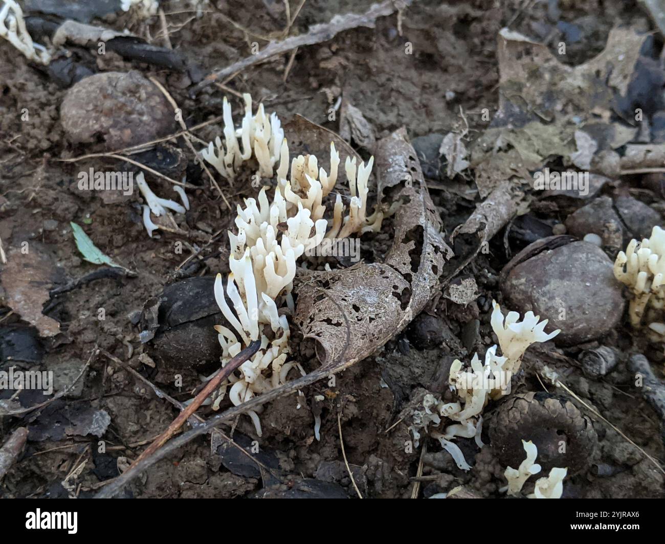 Weißer Korallenpilz (Ramariopsis kunzei) Stockfoto