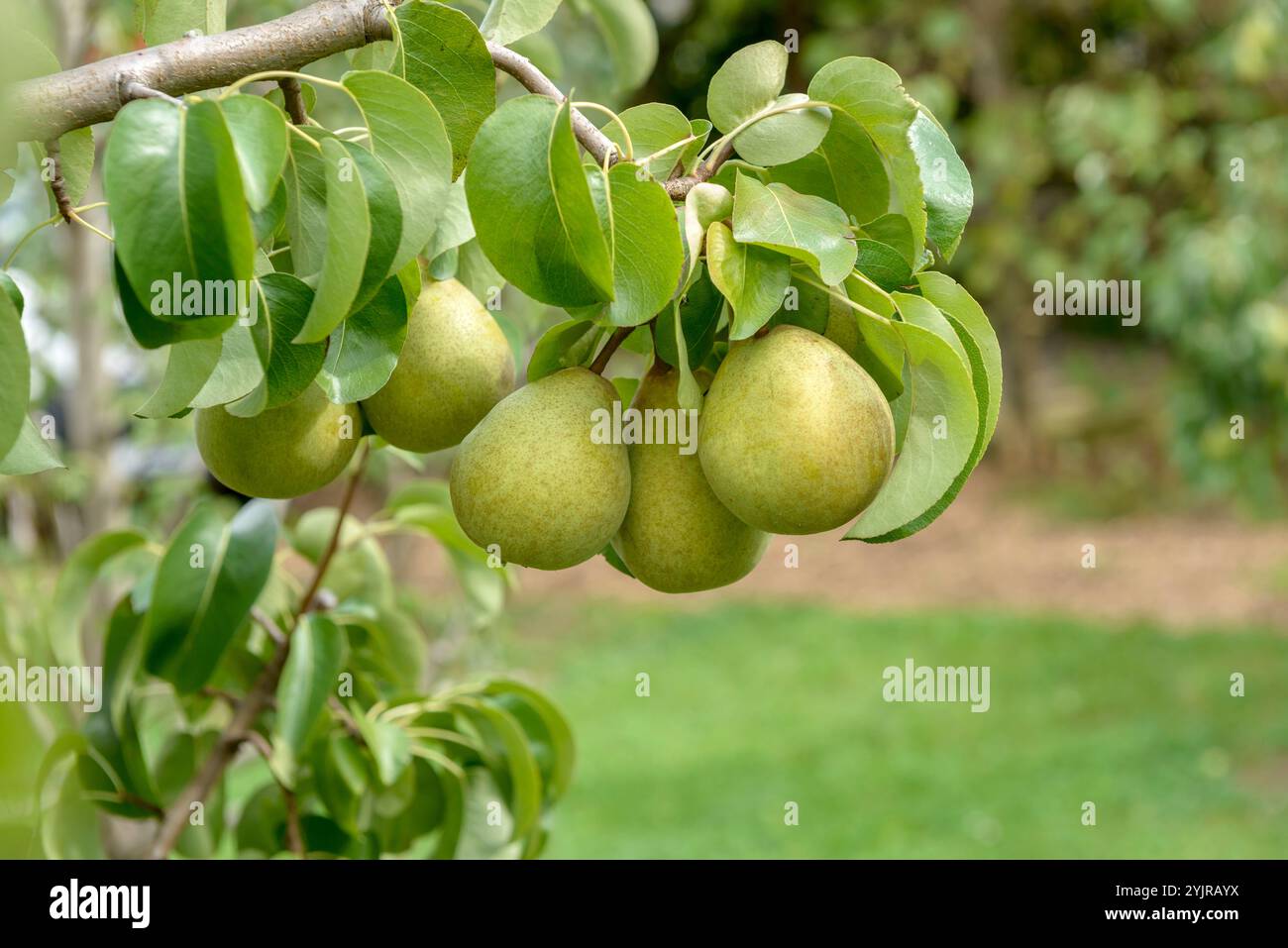 Birne Pyrus communis GELLERTS BUTTERBIRNE, Pear Pyrus communis Gellert BUTTERBIRNE, Pear Pyrus communis GELLERTS BUTTERBIRNE Stockfoto