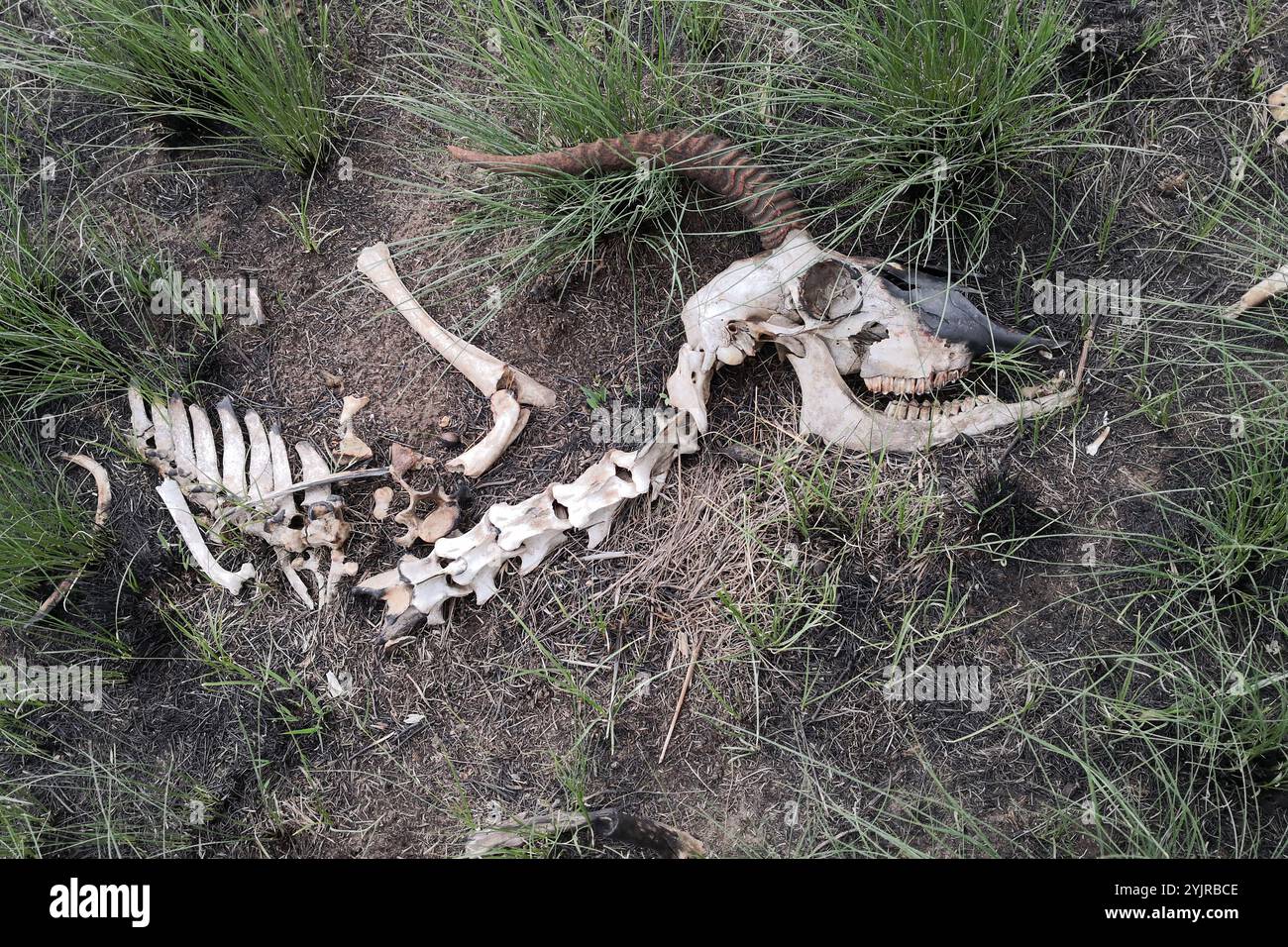 Skelett einer mongolischen Gazelle nach einem Steppenbrand in der südlichen Mongolei, Dornod Aimag Stockfoto