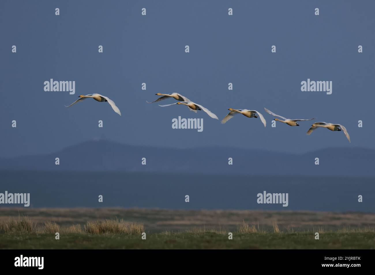 Eine Gruppe von Whooper-Schwänen im Flug über der mongolischen Steppe Stockfoto