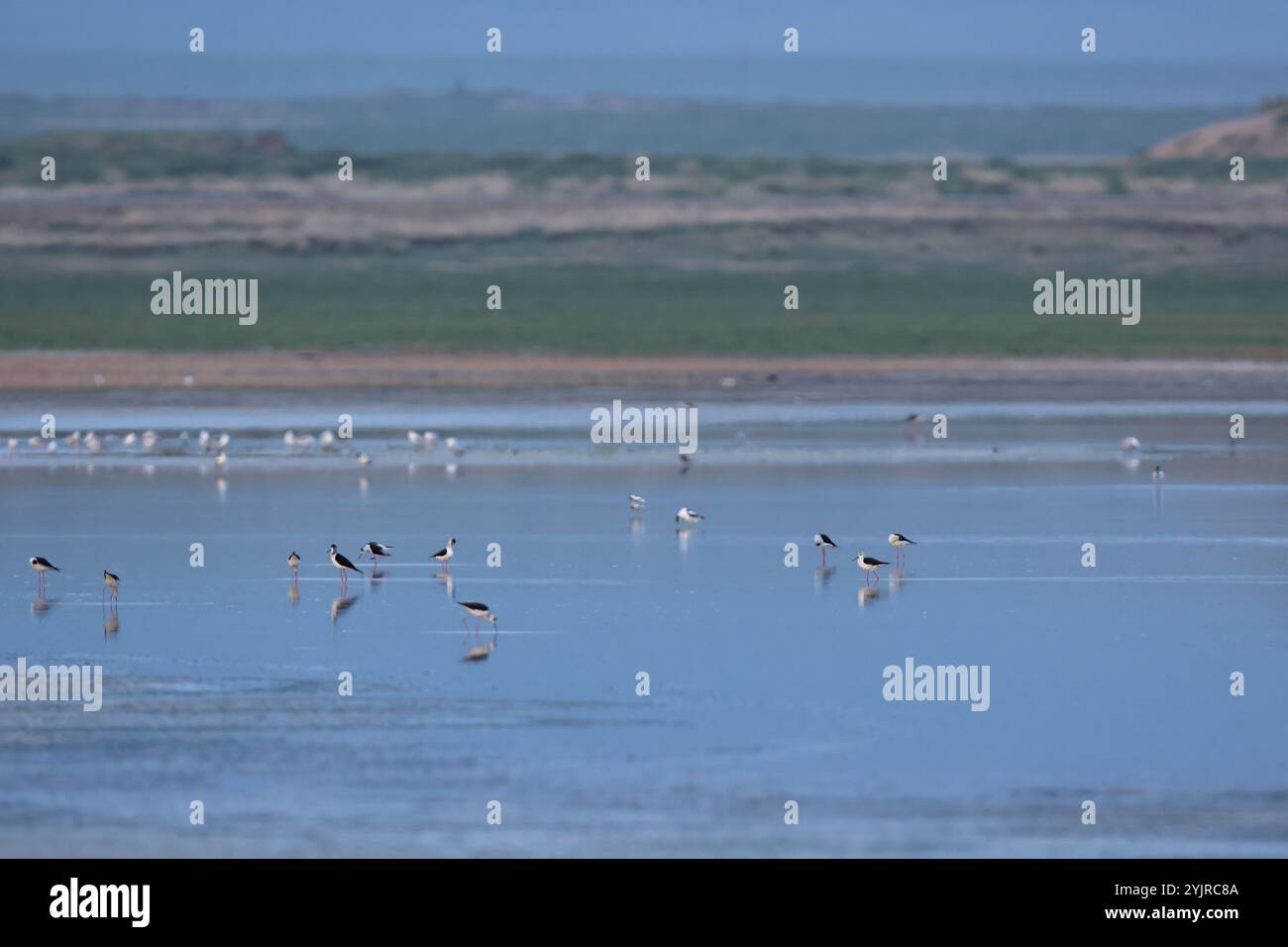 Eine Gruppe schwarzgeflügelter Stelzen im stillen Wasser eines mongolischen Steppensees Stockfoto