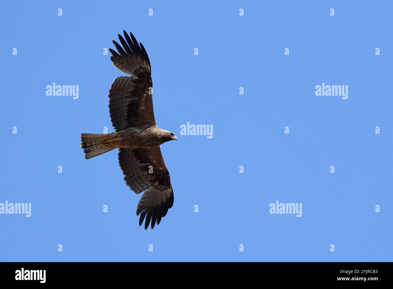 Gebooteter Adler im Flug von unten gegen den blauen Himmel Stockfoto