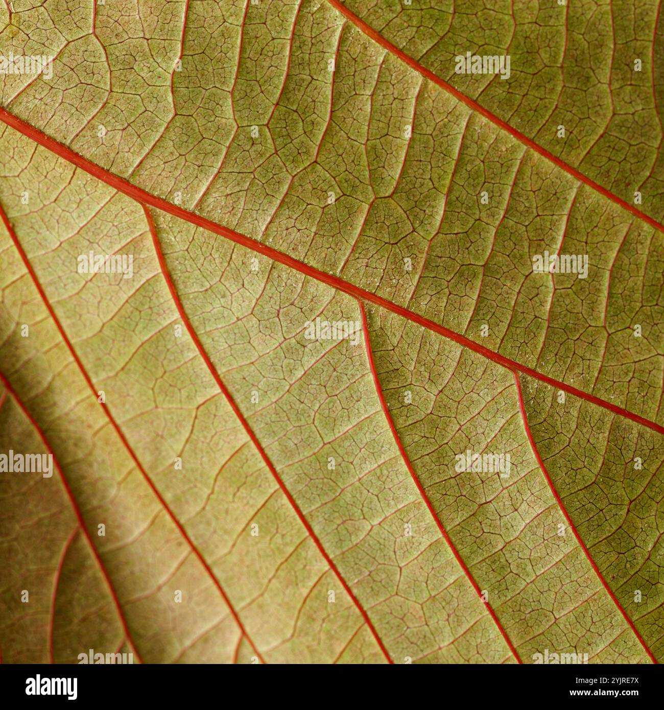 Buntes Blatt von Acalypha wilkesiana, Kupferblattpflanze Stockfoto