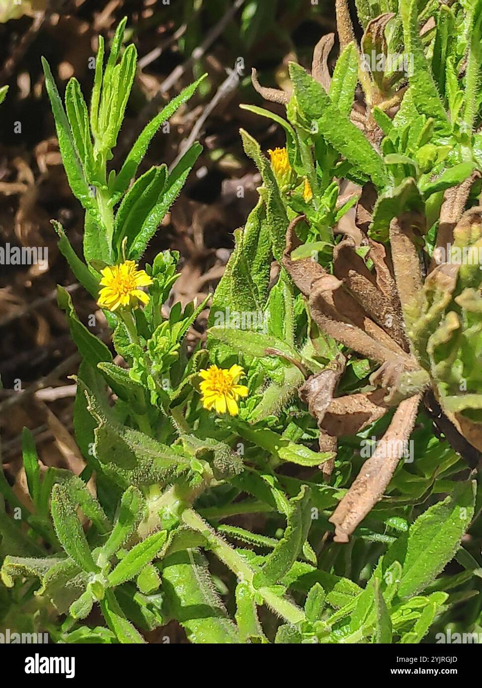 Falsche yellowhead (Dittrichia viscosa) Stockfoto