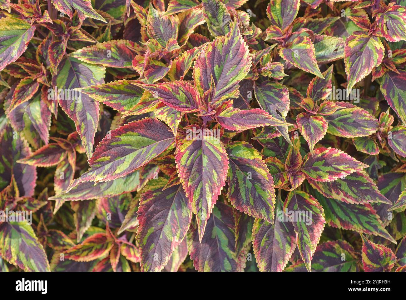 Buntnessel Coleus blumei Kampf, Coleus blumei Kampf Stockfoto