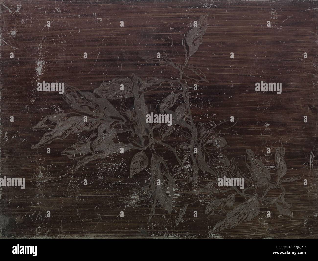 Magnolienzweig, Zinkplatte, Hersteller: Willem Witsen (evtl.), 1870 - 1923, Zink, Ätzen, Höhe 240 mm x Breite 180 mm Stockfoto