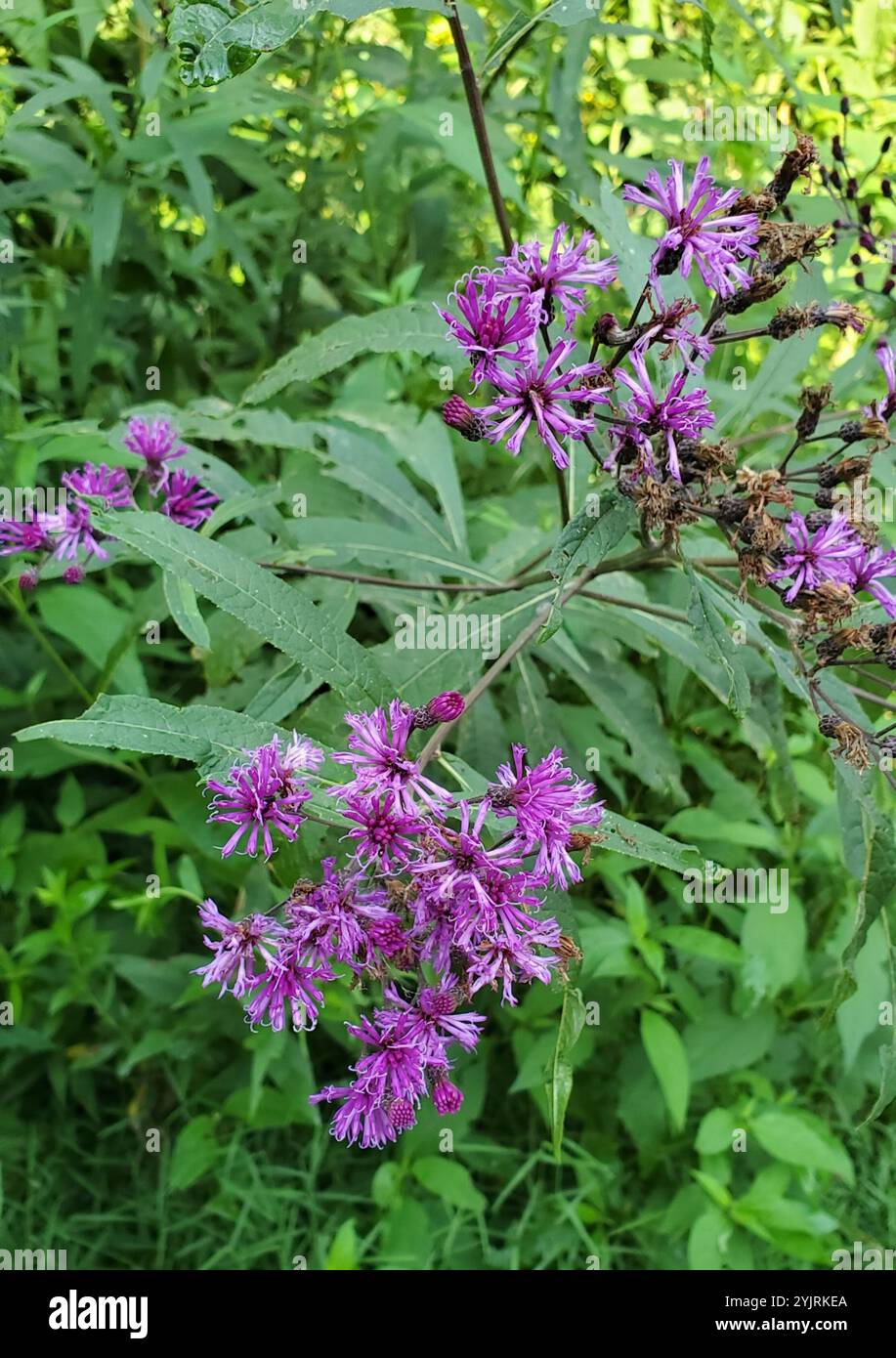 Tall Ironweed (Vernonia gigantea) Stockfoto