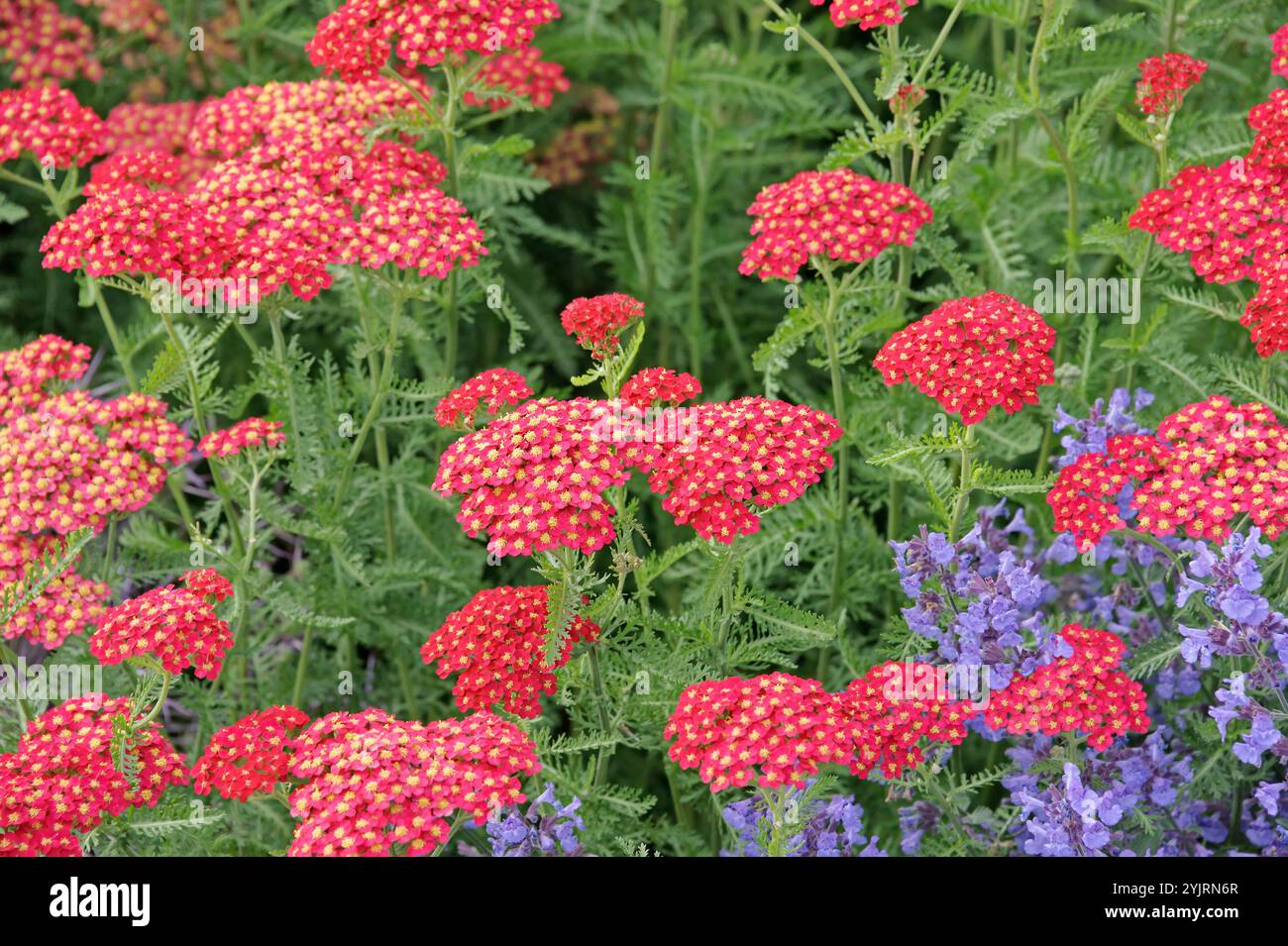 Schafgarbe Achillea millefolium Paprika, Achillea millefolium Paprika, Schafgarbe Achillea millefolium Paprika Stockfoto