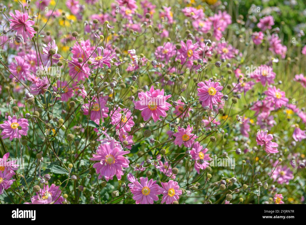 Herbst-Anemone Anemone x hybrida Pamina, Herbst Anemone x hybrida Pamina, Herbst Anemone x hybrida Pamina Stockfoto