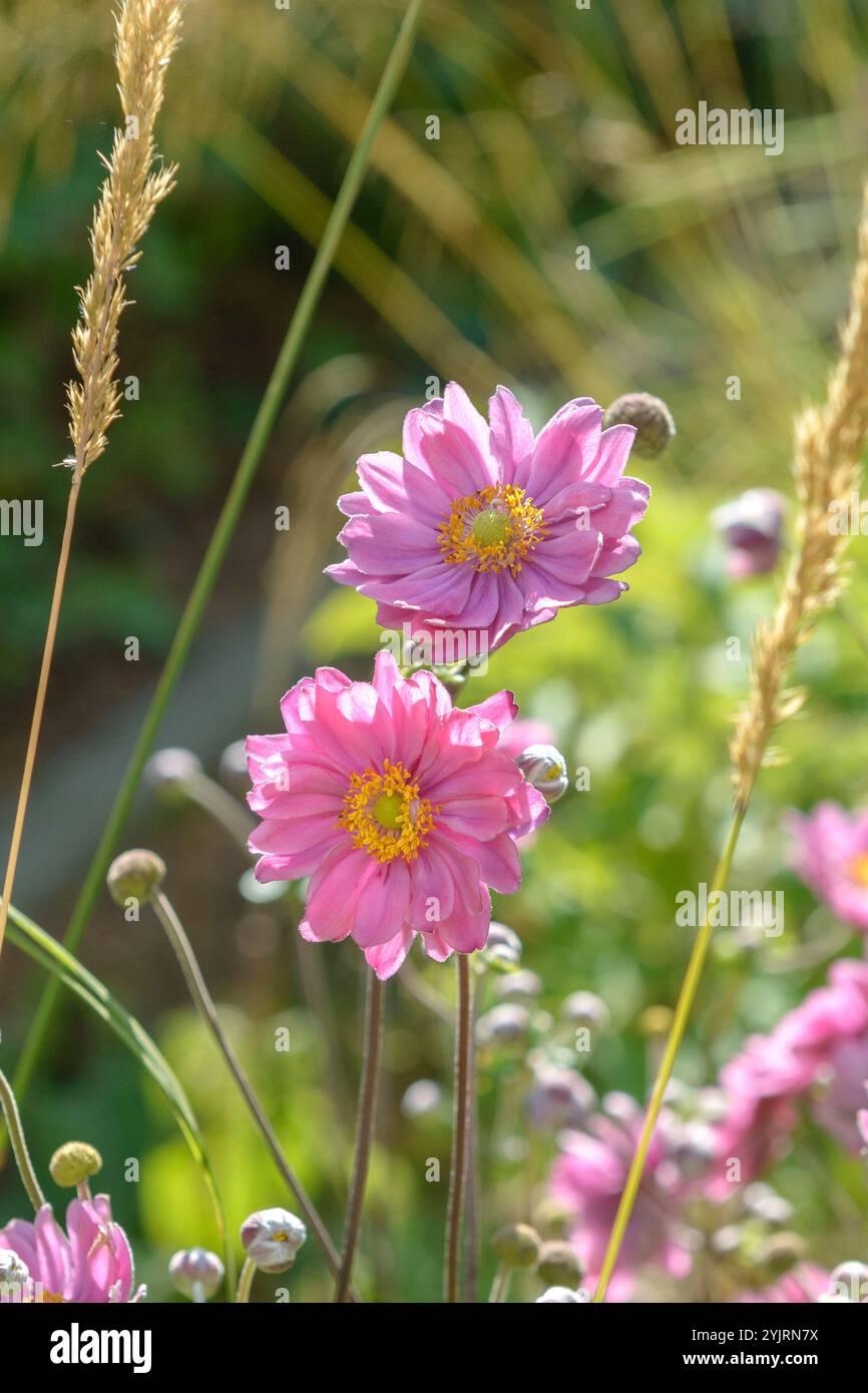 Herbst-Anemone Anemone x hybrida Pamina, Herbst Anemone x hybrida Pamina, Herbst Anemone x hybrida Pamina Stockfoto
