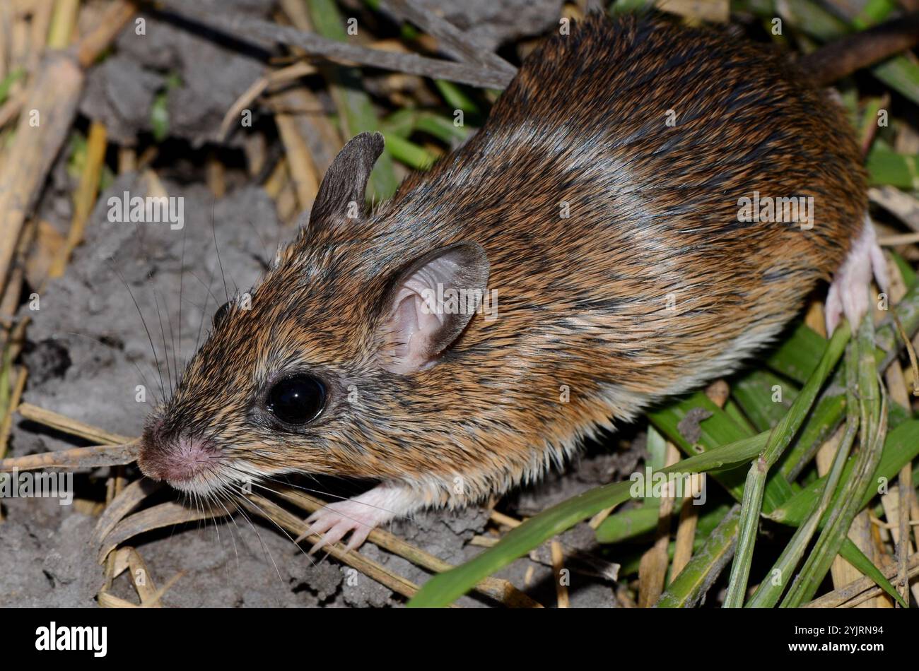 Bushveld-Gerbil (Gerbilliscus leucogaster) Stockfoto