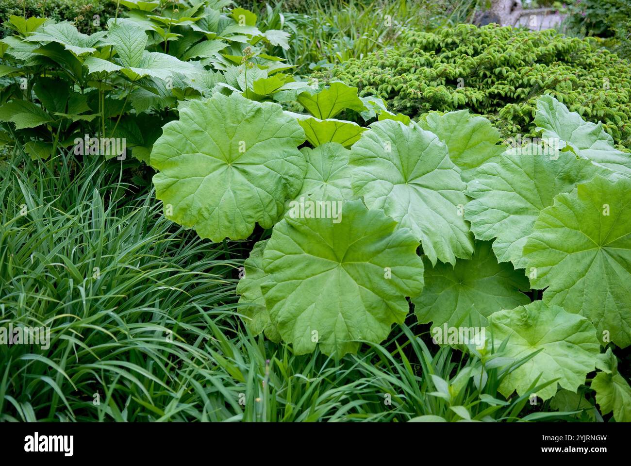 Tafelblatt Astylboides tabularis, Tafelblatt Astylboides tabularis Stockfoto