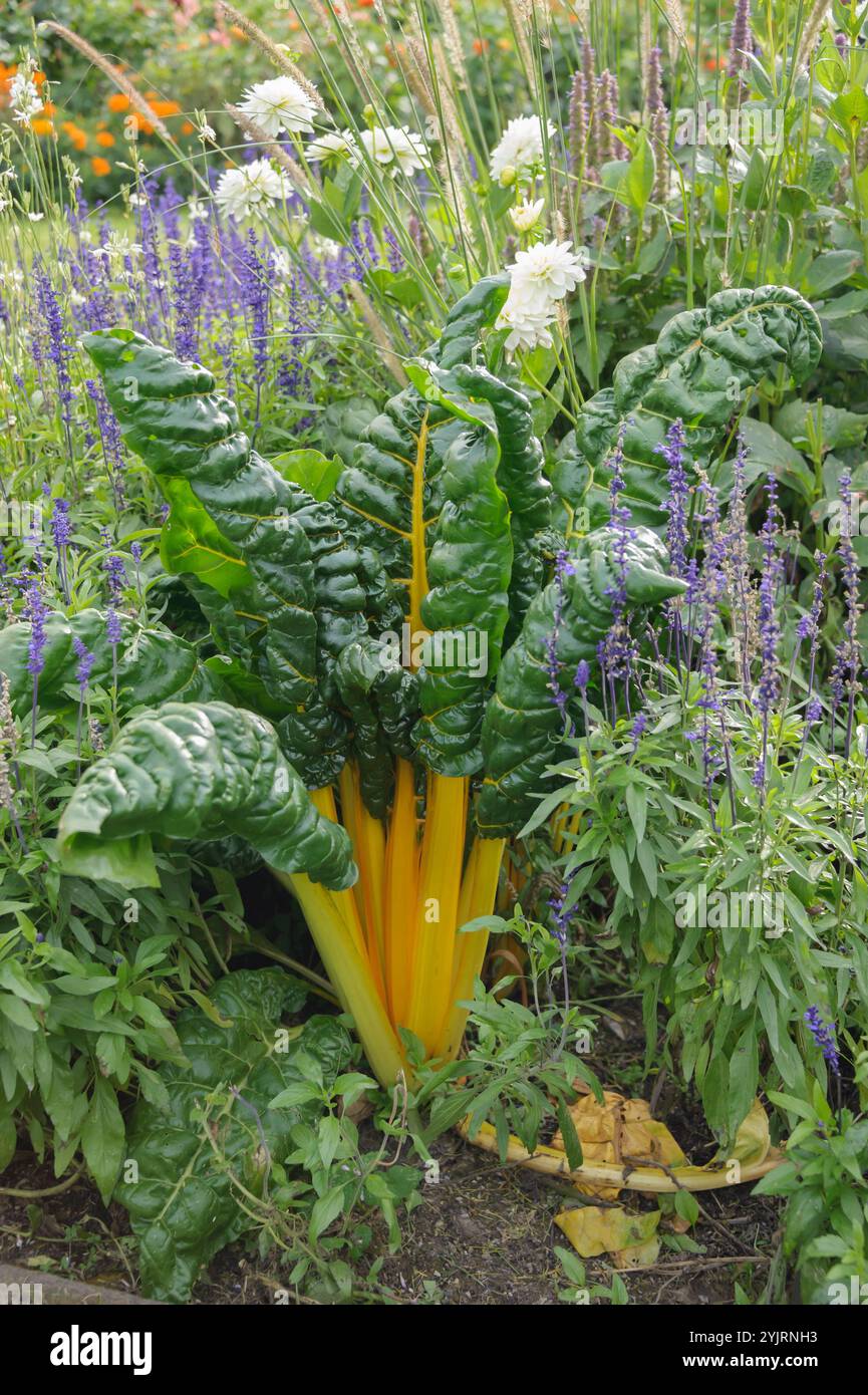 Gelber Mangold Beta vulgaris var. Cicla, Mangold Beta vulgaris var. Cicla, Yellow chard Beta vulgaris var. Cicla Stockfoto