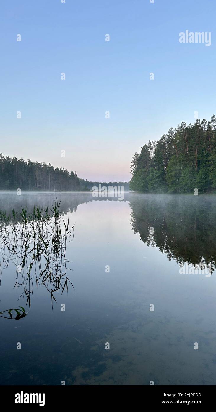 See Niedrājs bei Smiltene, Lettland in einer klaren Sommernacht mit etwas Nebel auf dem Wasser und Schilf im Vordergrund. Lake sieht fast wie ein Spiegel aus. Stockfoto