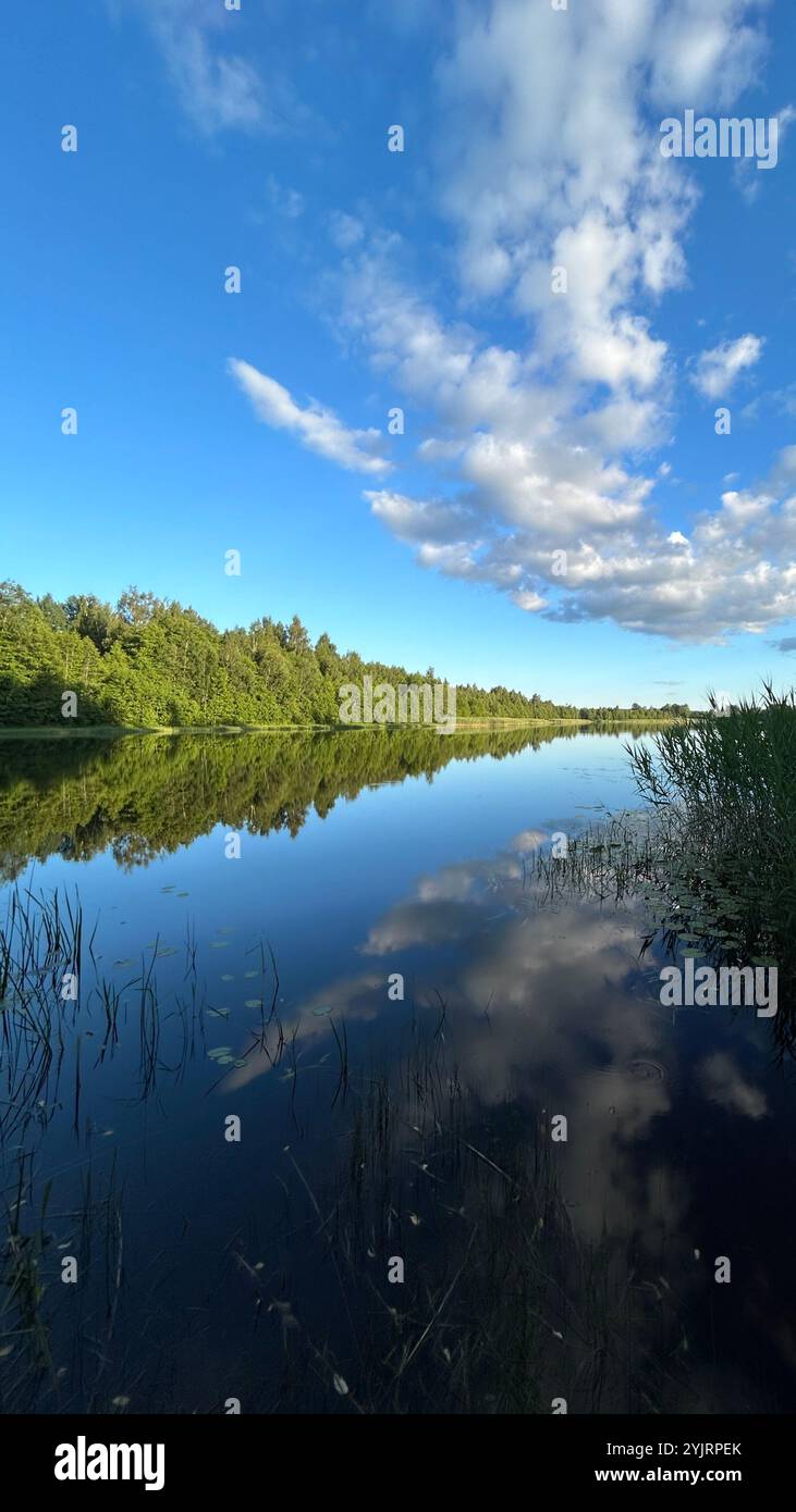 Sonniger Sommerabend am See mit fast perfekter Reflexion im Wasser, mit etwas Schilf im Vordergrund und weiter entfernten Wäldern im Hintergrund. Stockfoto
