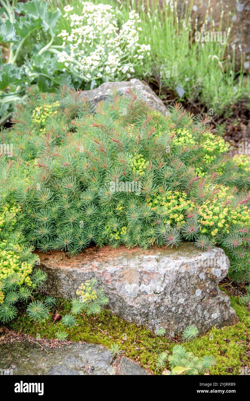 Zypressen-Wolfsmilch Euphorbia cyparissia Fens Ruby, Zypresse Euphorbia cyparissia Fens Ruby Stockfoto