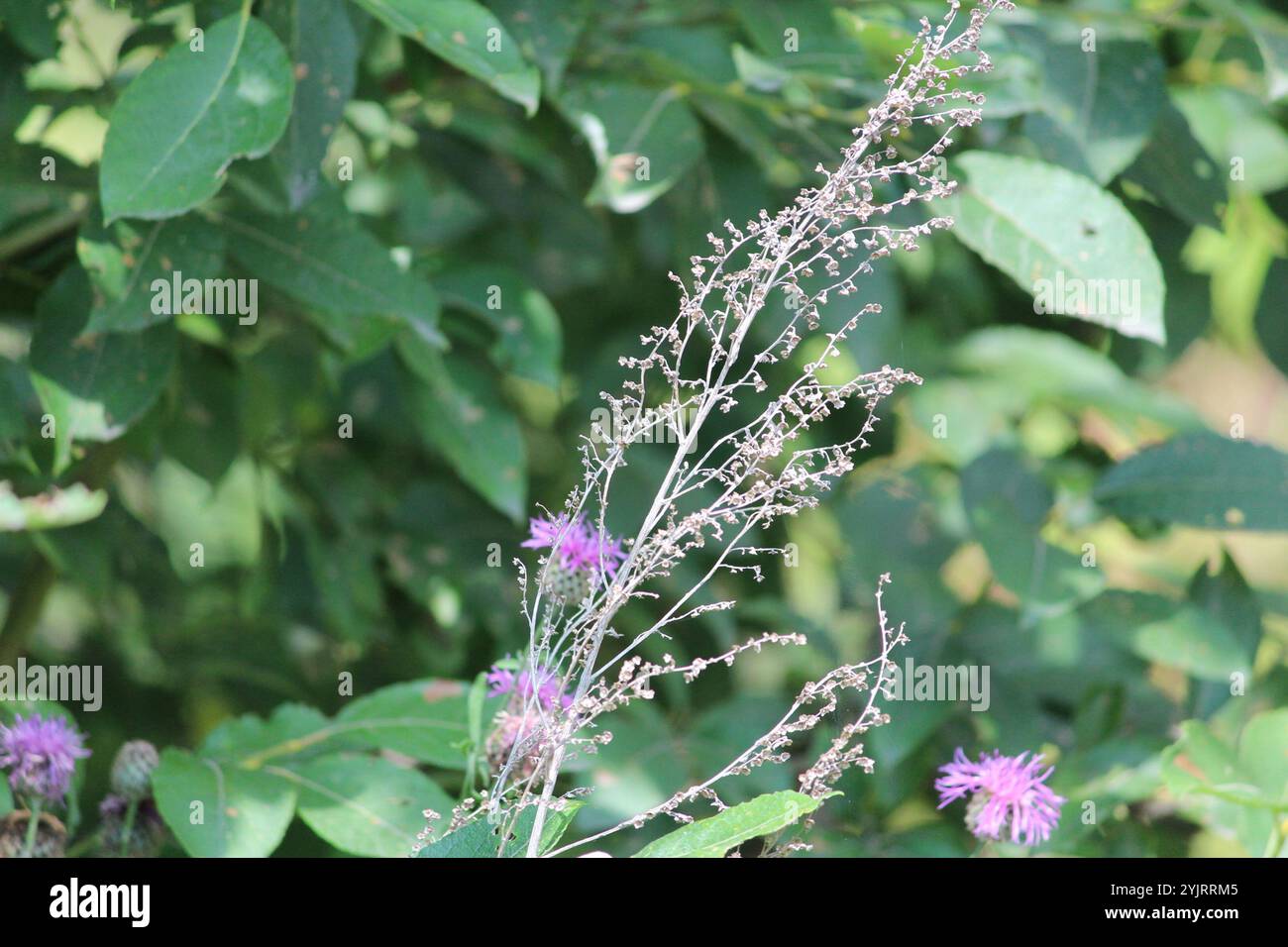 Absinth Wermut (Artemisia absinthium) Stockfoto
