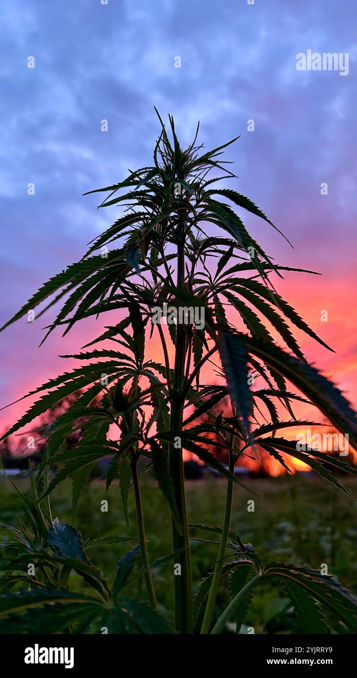 Hanfpflanze fotografiert an einem bewölkten Sommerabend mit Sonnenlicht-Farben im Hintergrund. Stockfoto