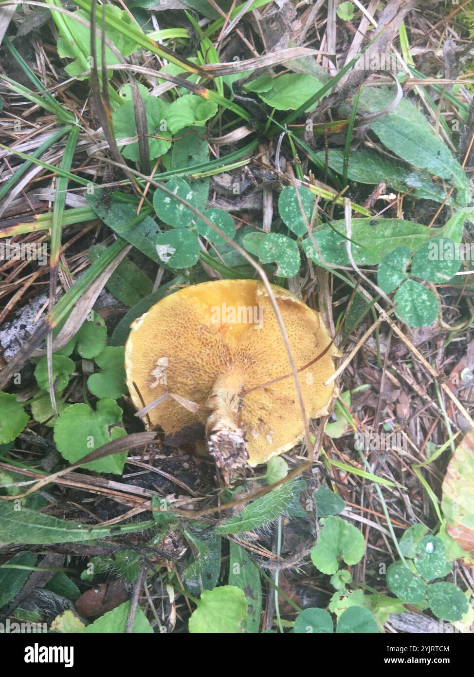 Rutschige Jacks (Suillus) Stockfoto