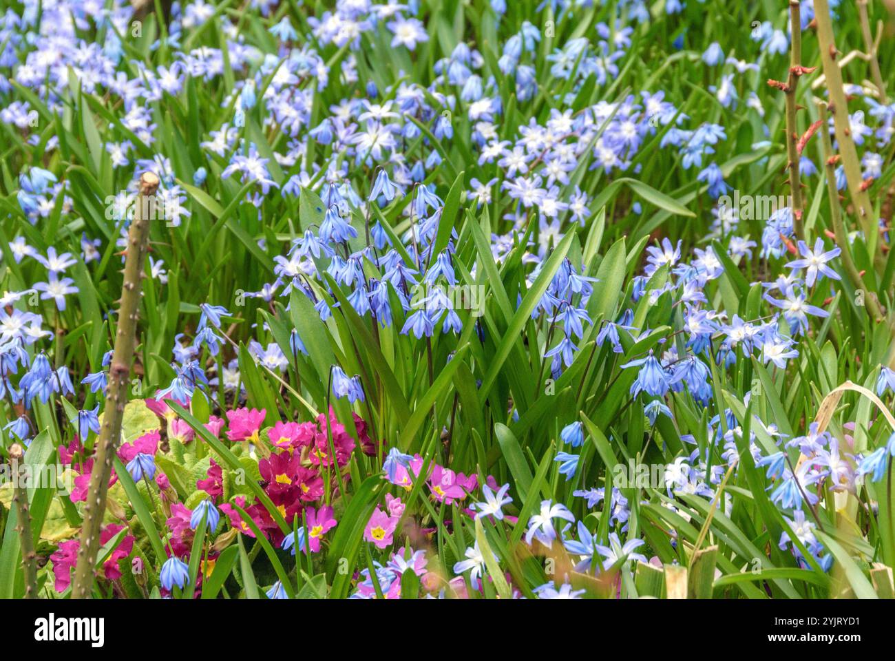 Fruehlingsbeet unter Rosen, Sibirischer Blaustern Scilla siberica, Schneestolz Chionodoxa luciliae, Frühlingsrand mit Lilien, sibirischer Tintenfische Scilla Stockfoto