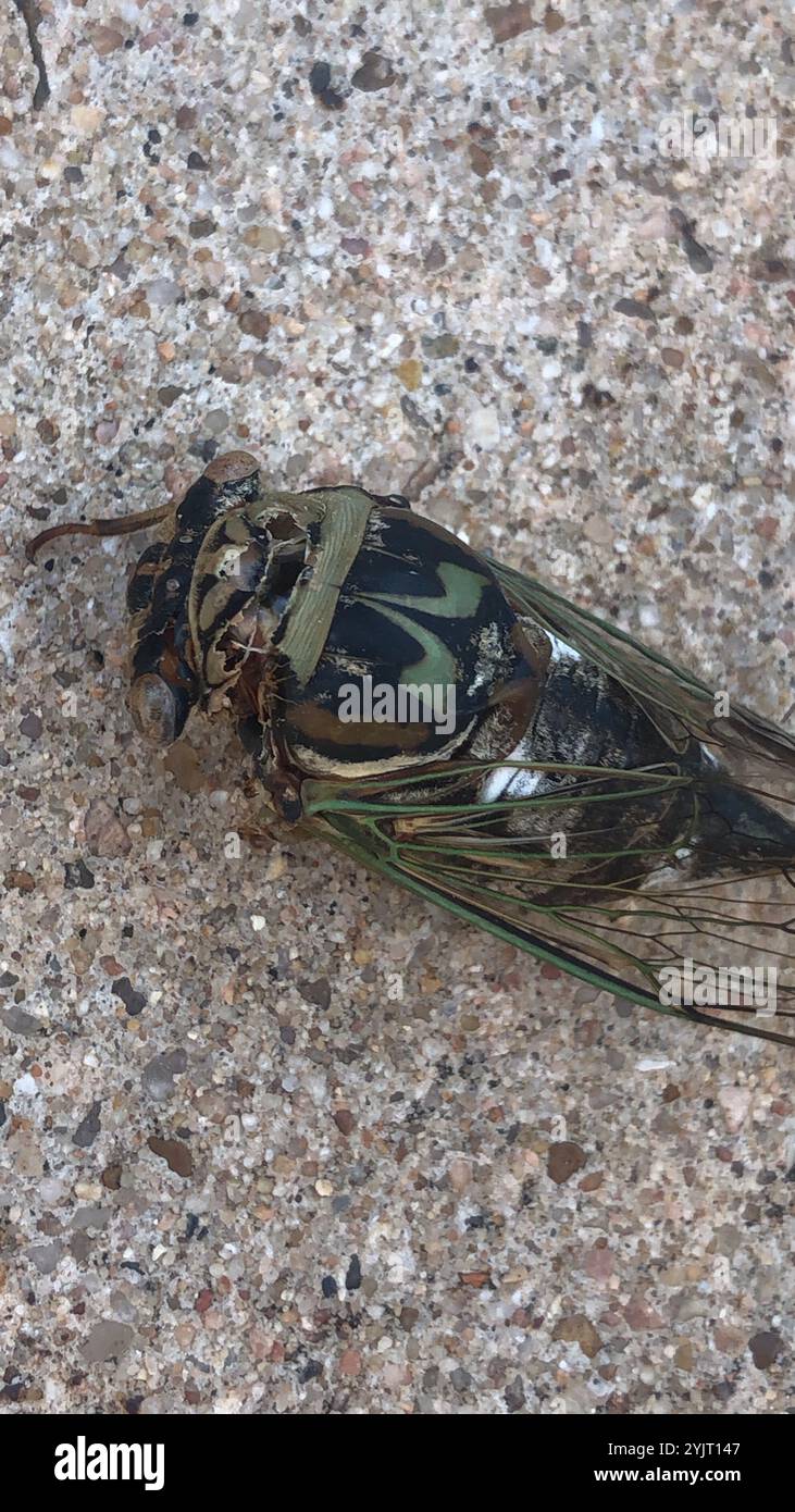 RESH Cicada (Megatibicen RESH) Stockfoto