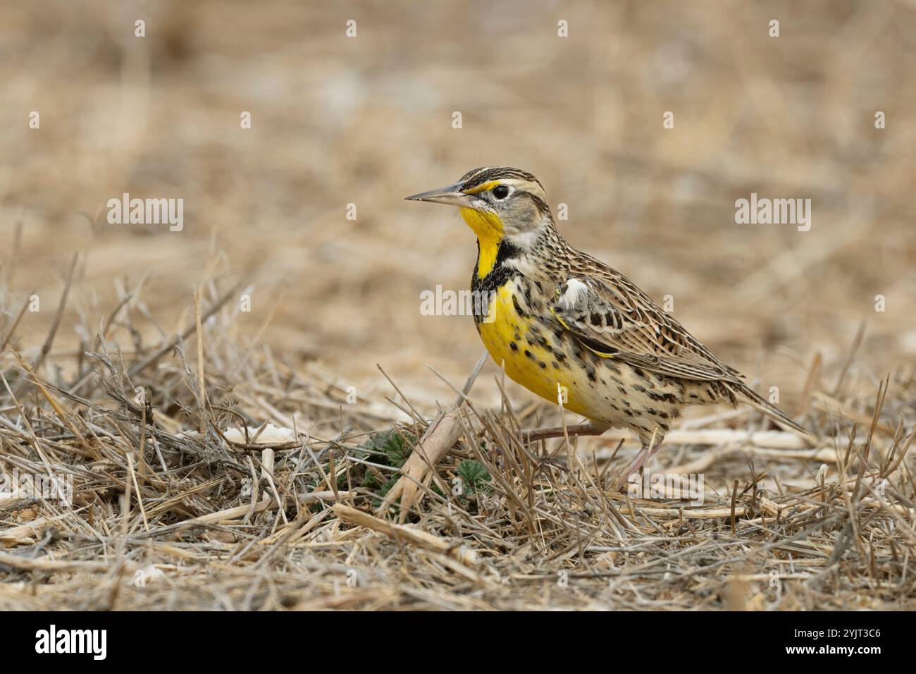 Westliche Meadowlark (Sturnella neglecta) Glenn County Kalifornien Stockfoto