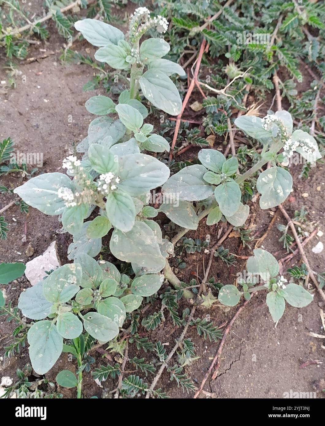 Europäisches Heliotrop (Heliotropium europaeum) Stockfoto