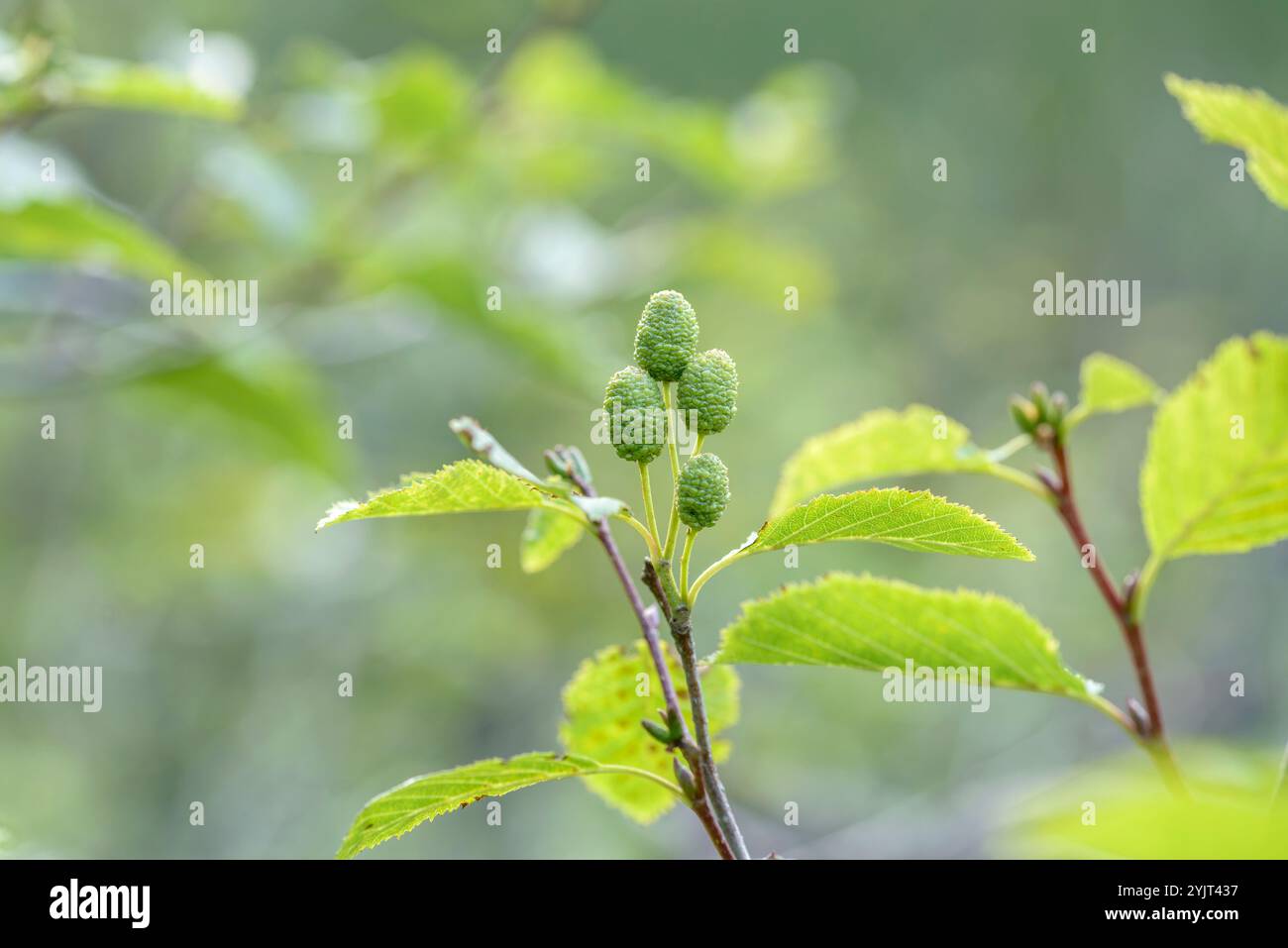 Grau-Erle Alnus incana Stockfoto
