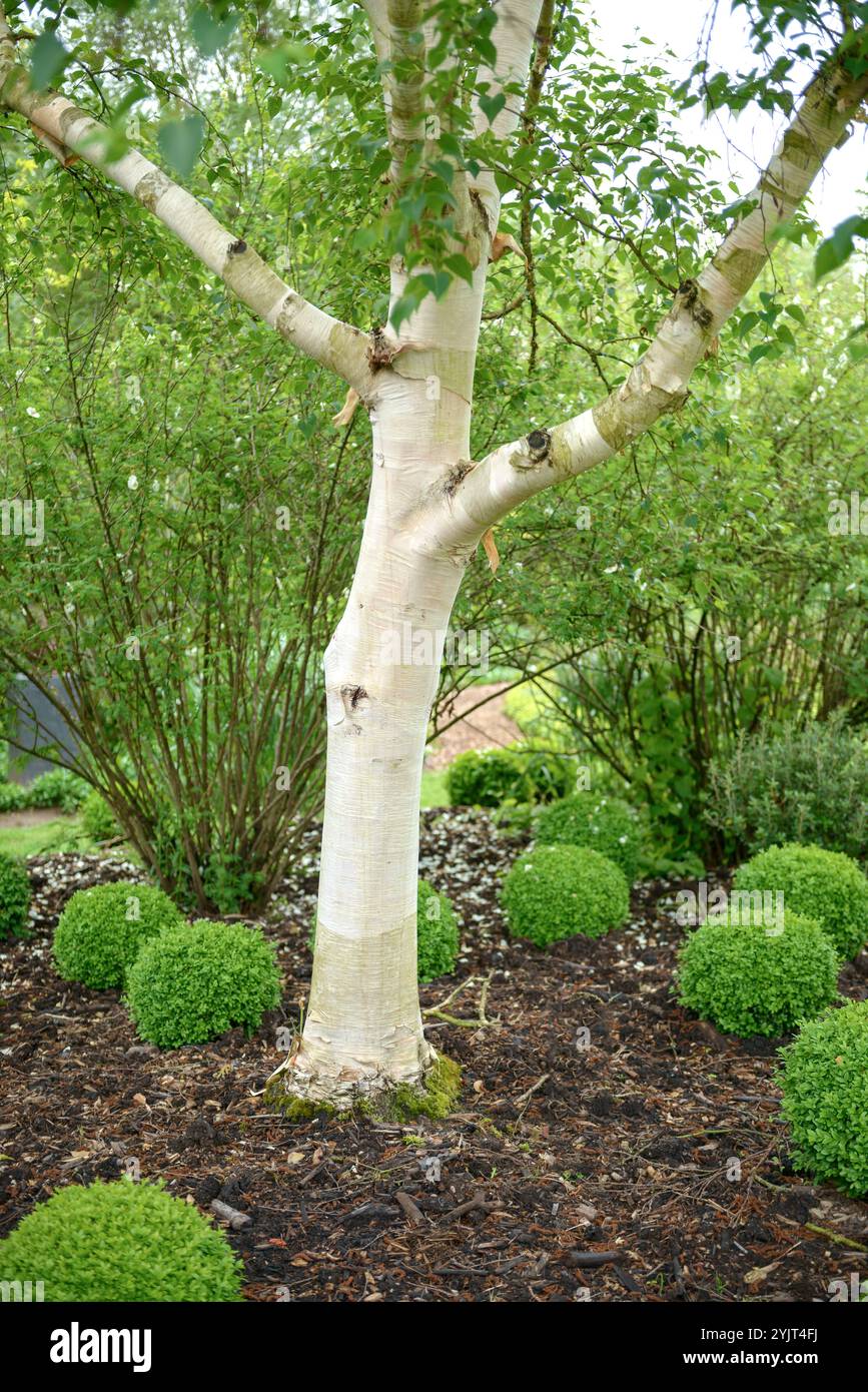 Gold-Birke Betula ermanii Greyswood Hill Stockfoto