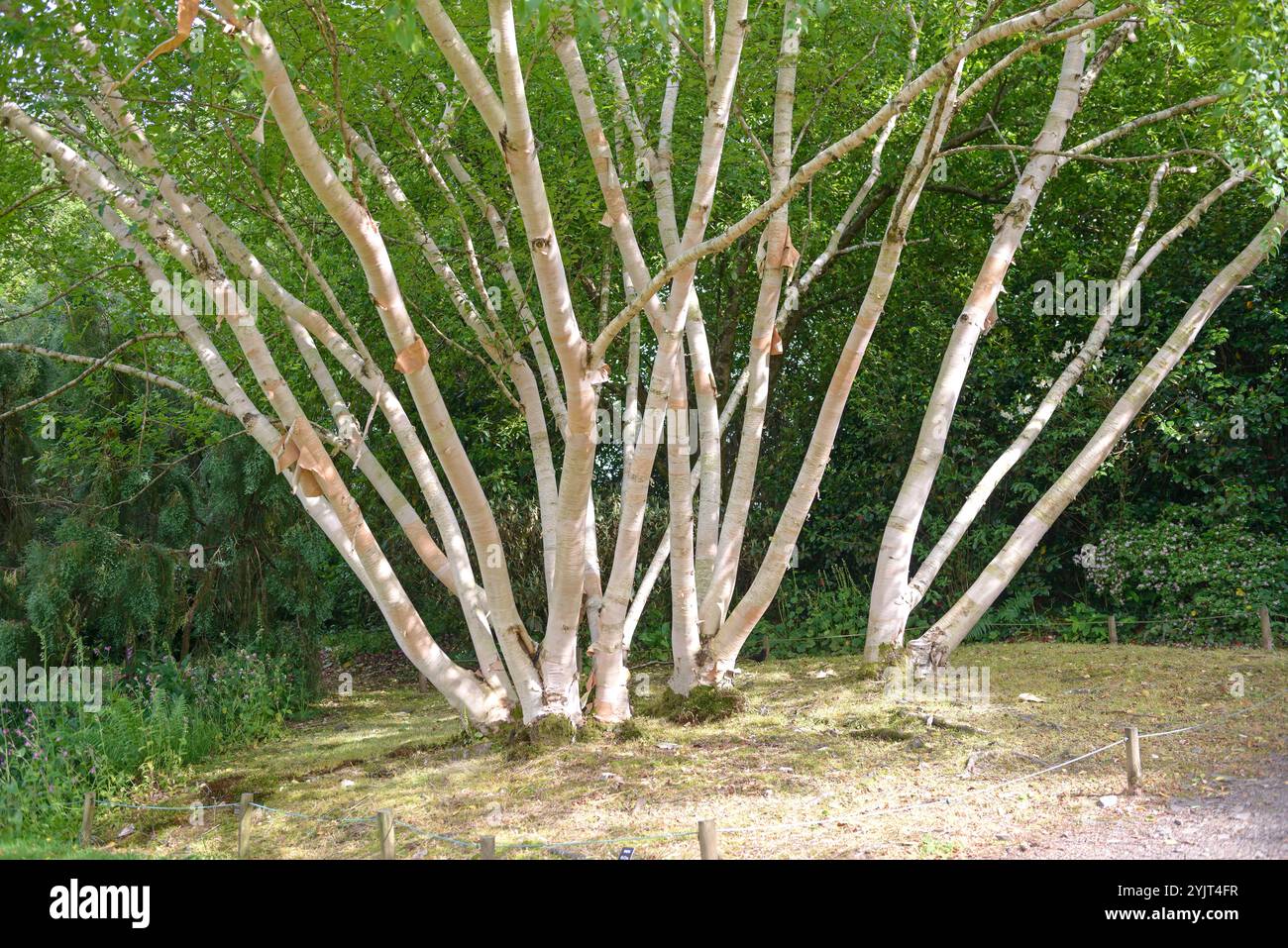 Gold-Birke Betula ermanii Greyswood Hill Stockfoto