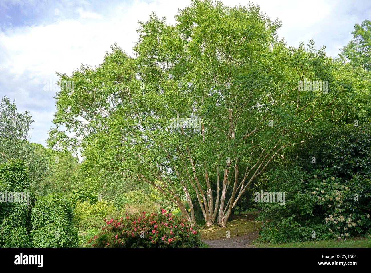 Gold-Birke Betula ermanii Greyswood Hill Stockfoto