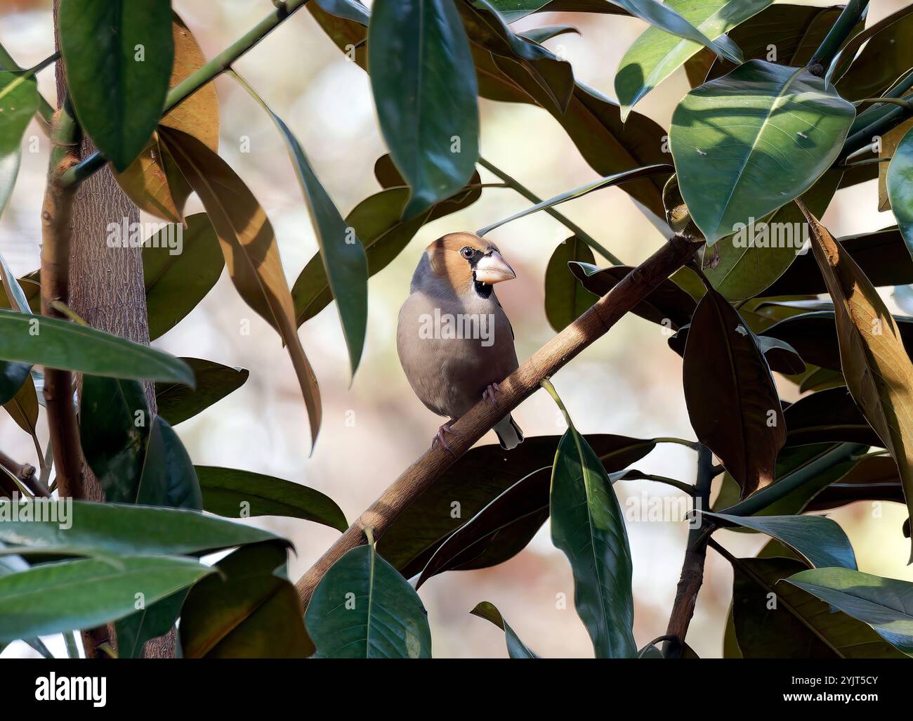Hawfinch, Kernbeißer, Gros-bec casse-noyaux, Coccothraustes coccothraustes, meggyvágó, Budapest, Ungarn, Europa Stockfoto