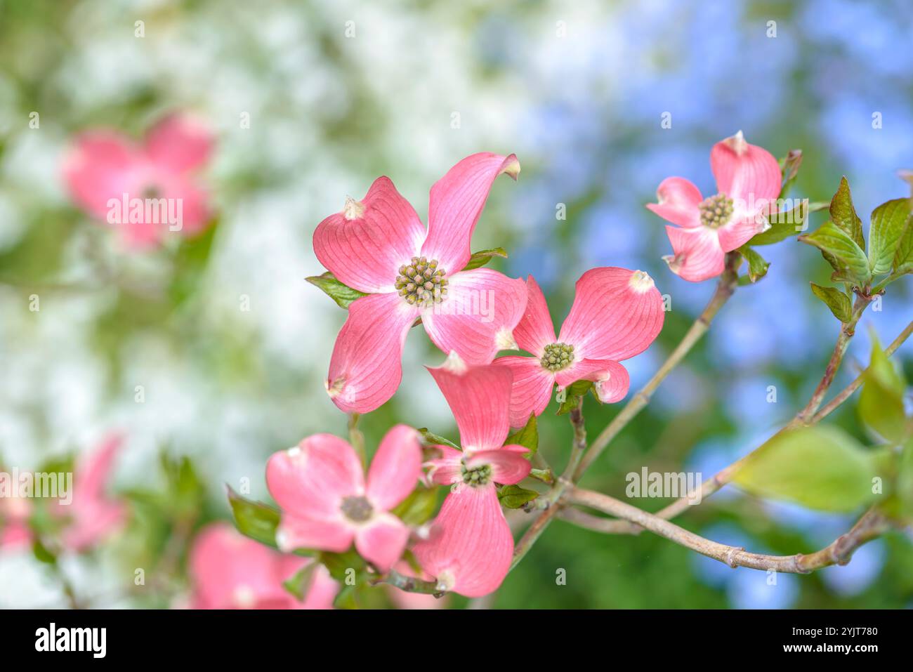 Cornus florida Sweetwater Stockfoto