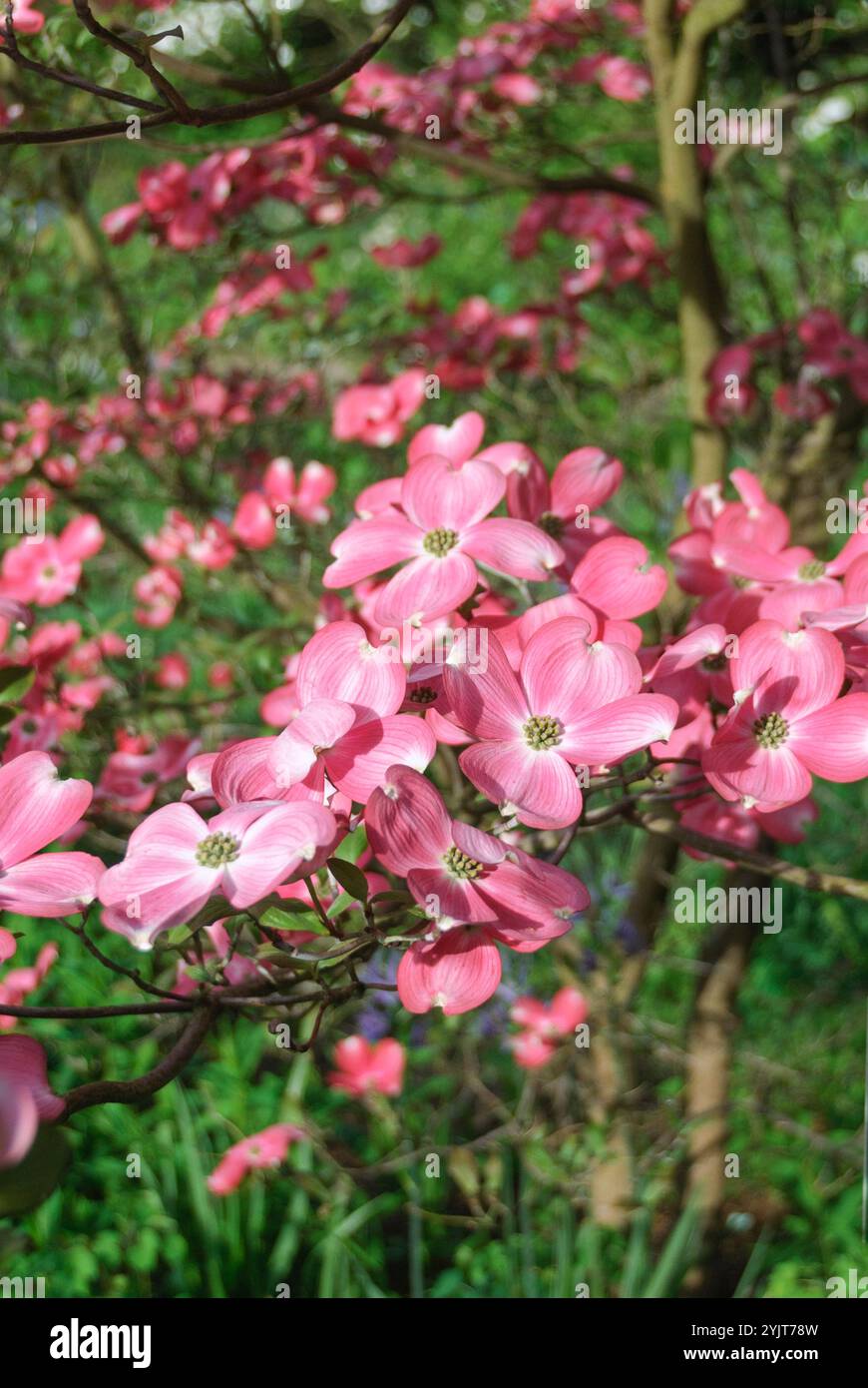 Amerikanischer Bluetens-Hartriegel Cornus florida f. rubra Stockfoto