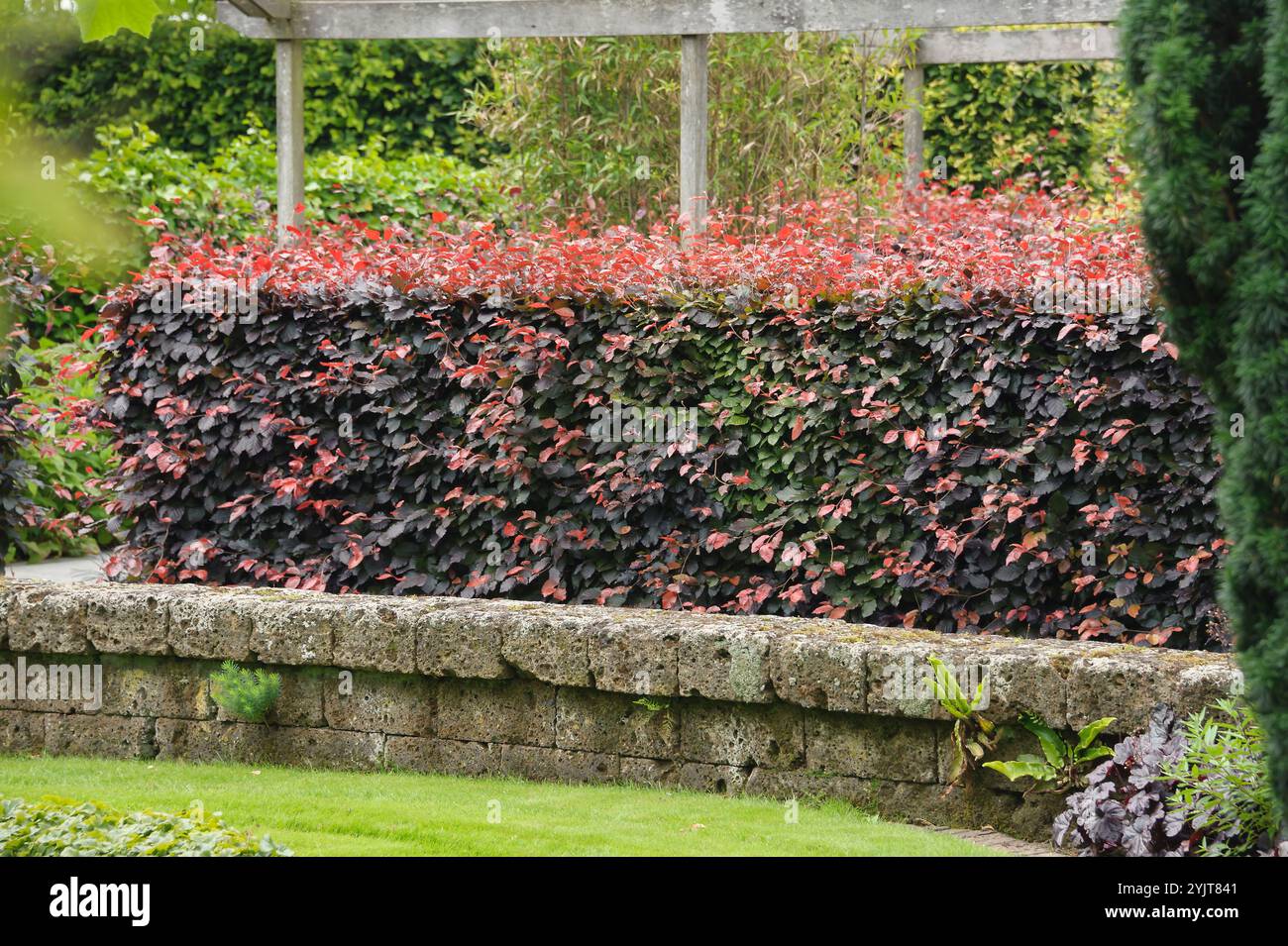 Blut-Buche Fagus sylvatica Atropunicea Stockfoto