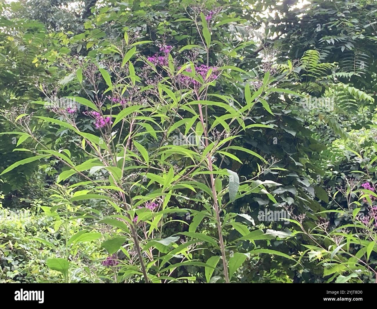 Tall Ironweed (Vernonia gigantea) Stockfoto