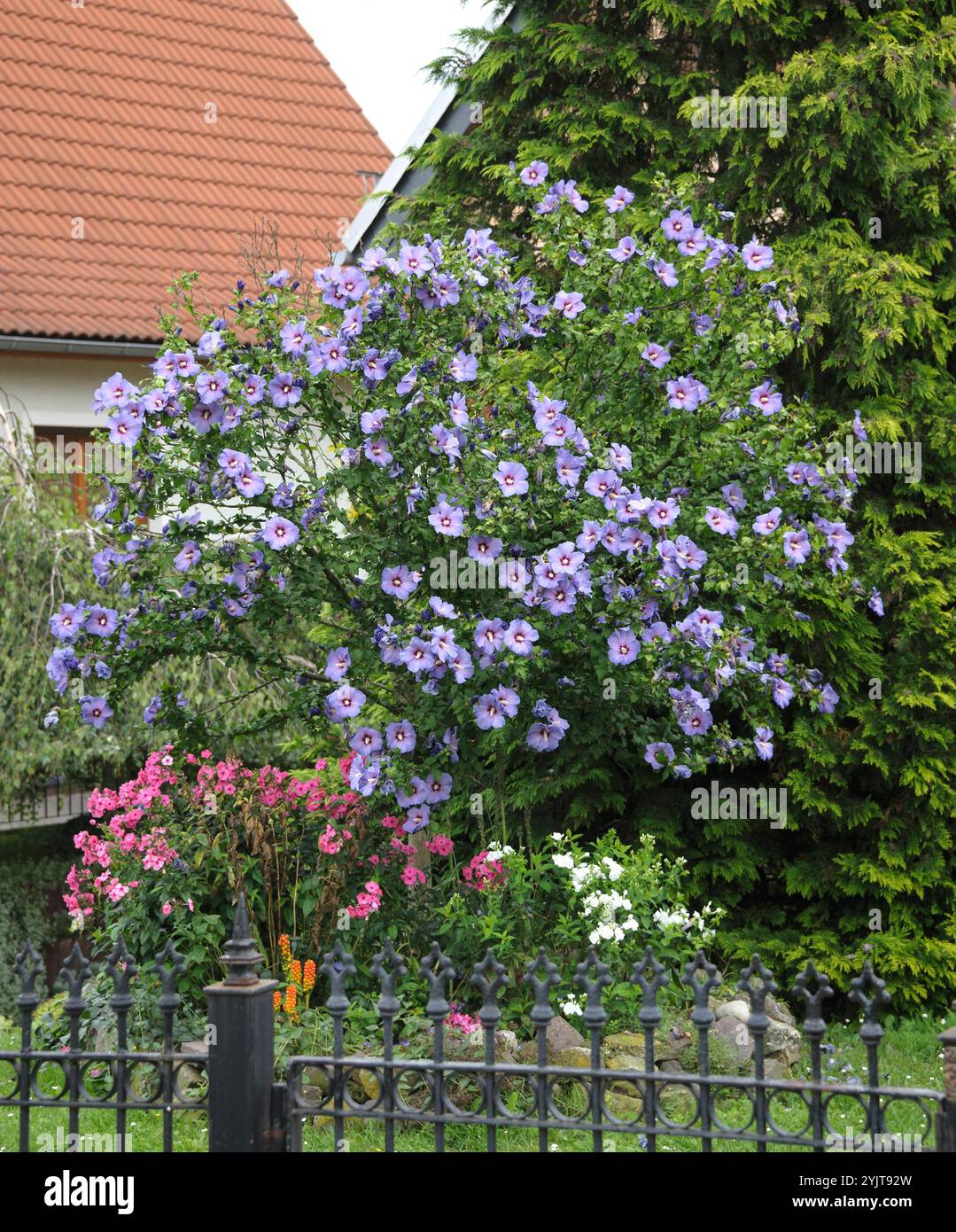 Garten-Eibisch Hibiscus, Hibiskus syriacus Oiseau Bleu Stockfoto