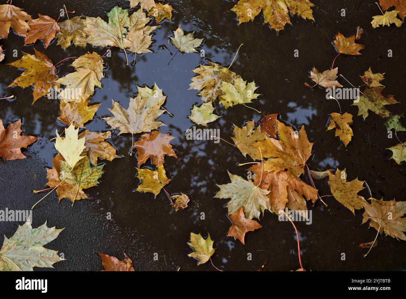 Gefallene Ahornblätter in einer Pfütze an einem regnerischen Herbsttag Stockfoto