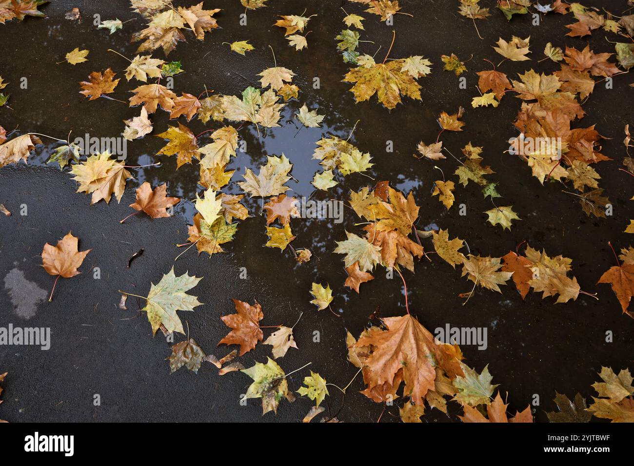 Gefallene Ahornblätter in einer Pfütze an einem regnerischen Herbsttag Stockfoto