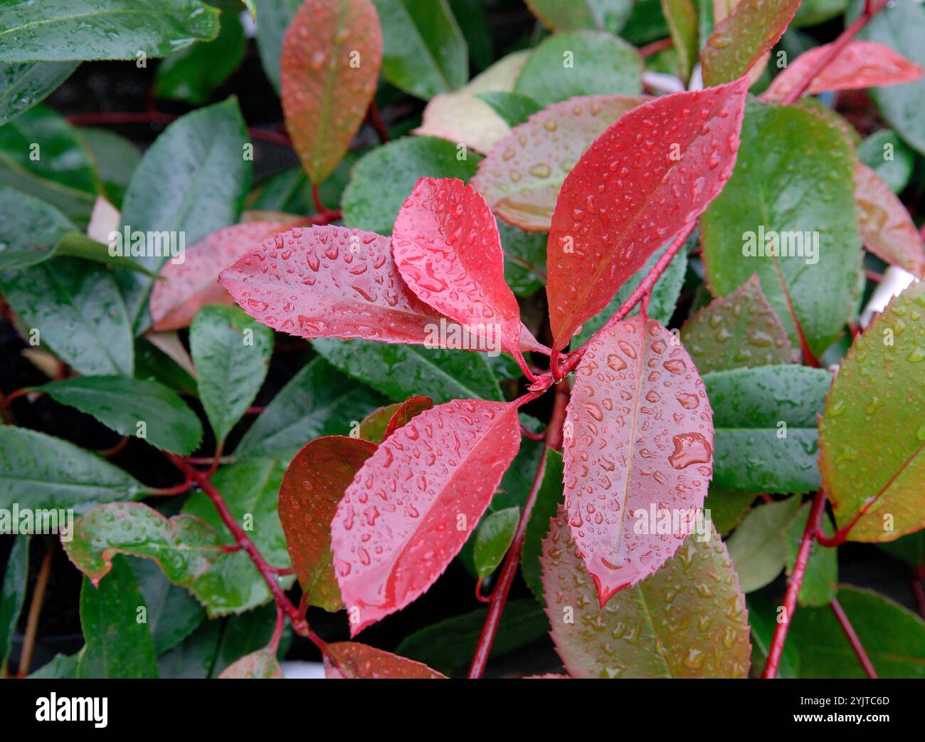 Photinia fraseri Rotkehlchen, Photinia fraseri Rotkehlchen Stockfoto