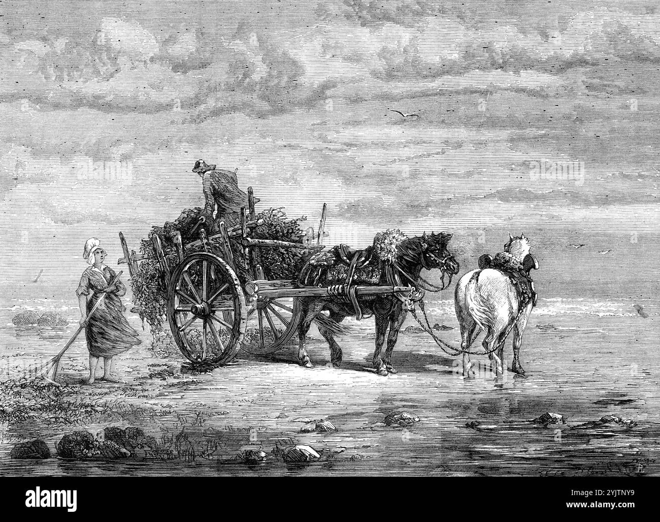 Carting Seaweed, Coast of Normandie, von S. Bird, aus der Ausstellung der Royal Academy, 1872. Gravur eines Gemäldes. Das temperamentvolle Bild von Mr. S. Bird, das wir aus der Akademie-Ausstellung graviert haben, stellt einen Vorfall dar, den man oft an der benachbarten französischen Küste beobachten kann. Die sparsame Bauernschaft entlang der Küste sammelt sorgfältig die Algen, oder „vraisch“, wie sie lokal genannt wird, die der Atlantik am Ufer wäscht und bei Ebbtid auf dem Sand und Schindeln bläst. Vraic wird hauptsächlich für Gülle verwendet; es wird wegen seiner chemischen Eigenschaften geschätzt, Jod ist Stockfoto