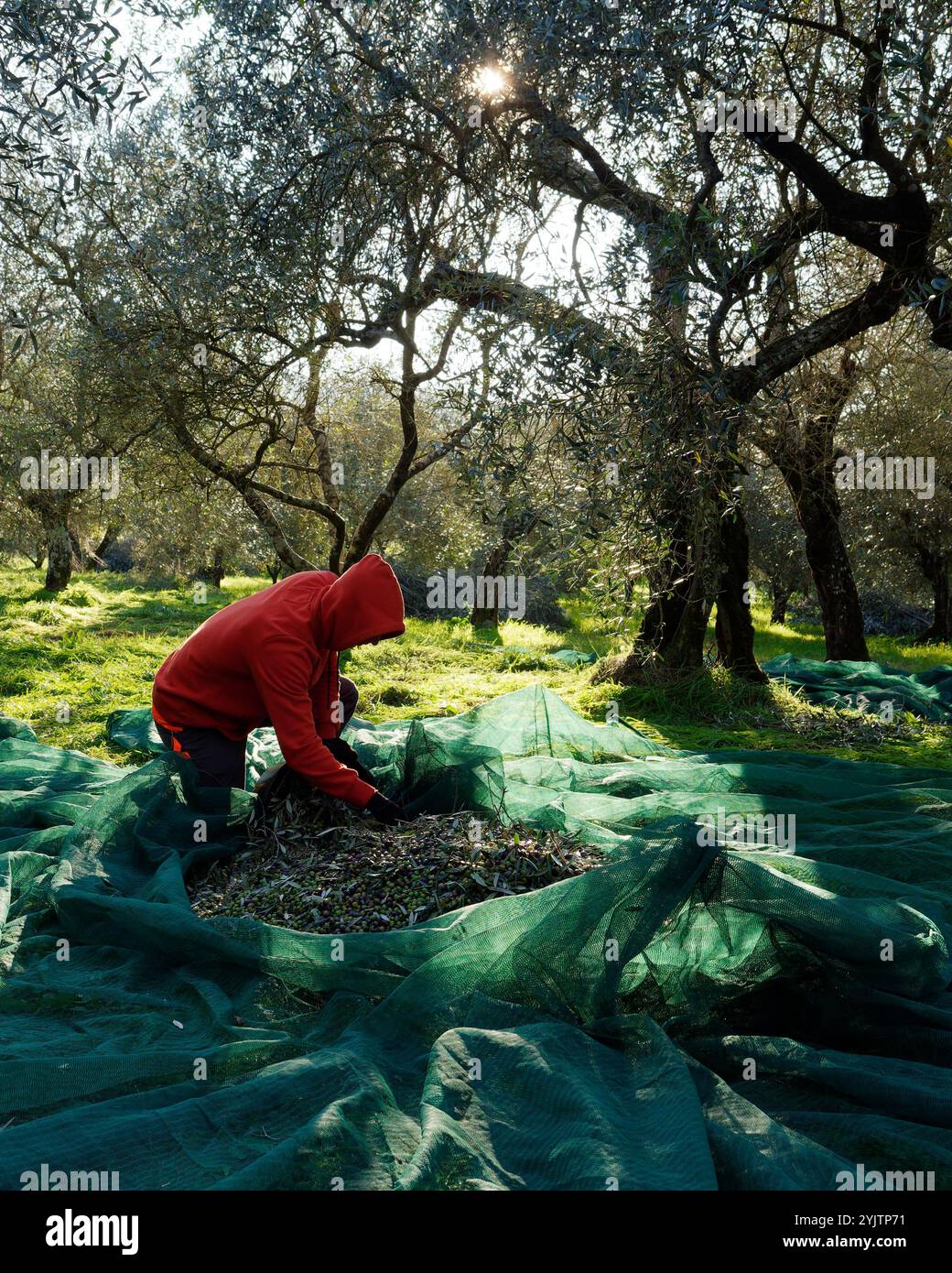 Ein junger Mensch in einem orangefarbenen Hoodie sammelt Oliven in einem Netz in einem Olivenhain, während Sonnenlicht durch die Bäume hereinbricht. Montefiascone. November 2024 Stockfoto