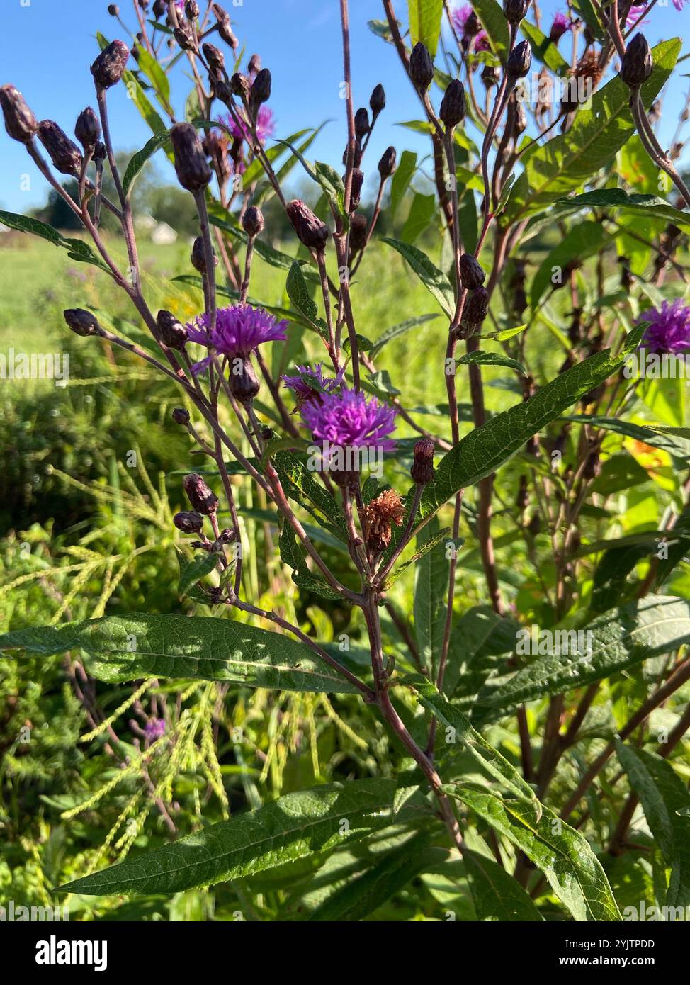 Tall Ironweed (Vernonia gigantea) Stockfoto