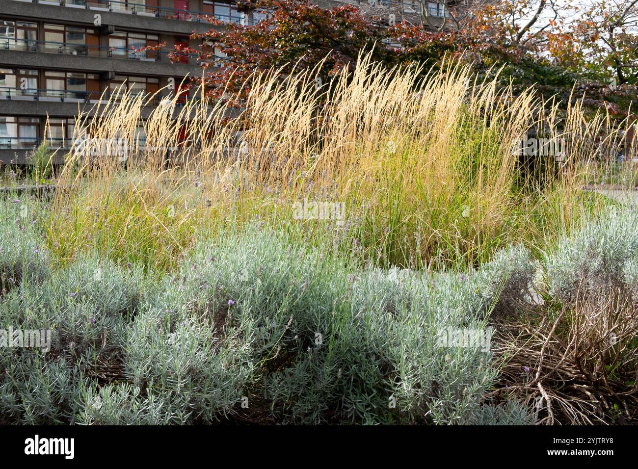 Hohe Gräser wachsen zusammen mit Lavendelsträuchern im Beech Garden auf Barbican Estate im Herbst Oktober 2024 City of London UK KATHY DEWITT Stockfoto