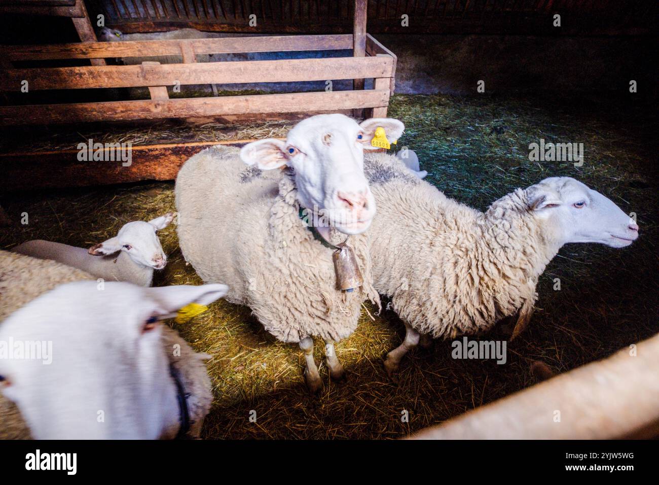 Schafe in einer Scheune, Sin, Sobrarbe, Huesca, Aragon, Pyrenäen, Spanien Stockfoto