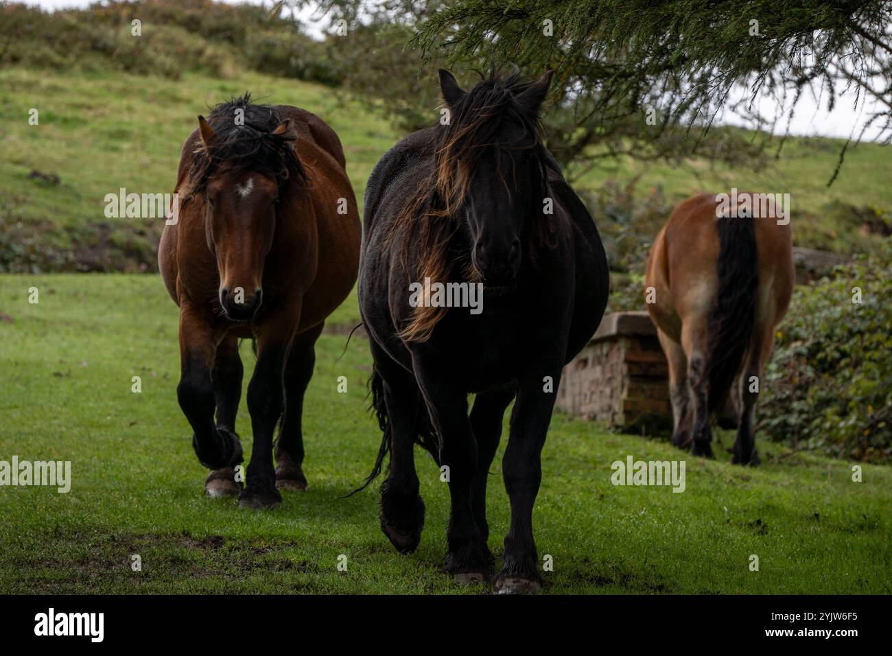 Pferdeweide in Puerto del Escudo, Provinz Burgos, Kastilien und Leon, Spanien Stockfoto